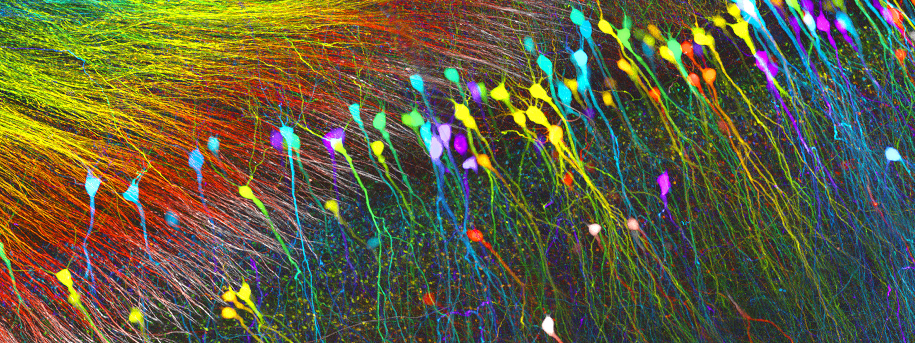 Is there human hippocampal neurogenesis?